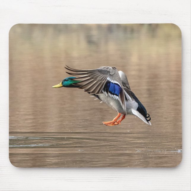 Mallard Duck in flight Mouse Mat (Front)