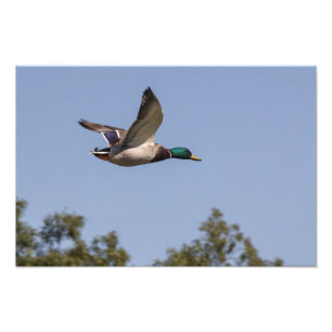 Mallard duck in flight photo print