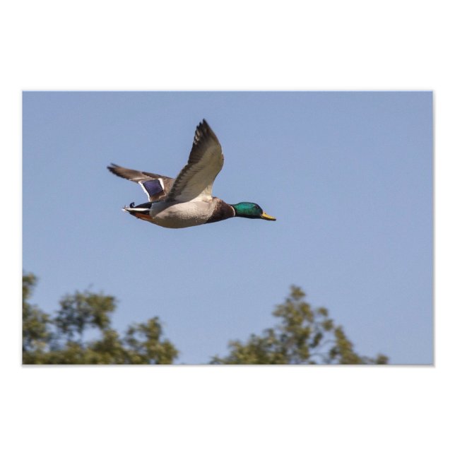 Mallard duck in flight photo print (Front)