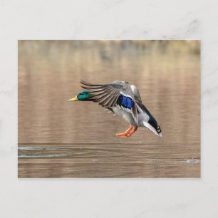 Mallard Duck in flight Postcard