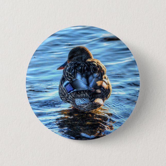 Mallard Duck in Winter River - Wildlife Photo 6 Cm Round Badge (Front)