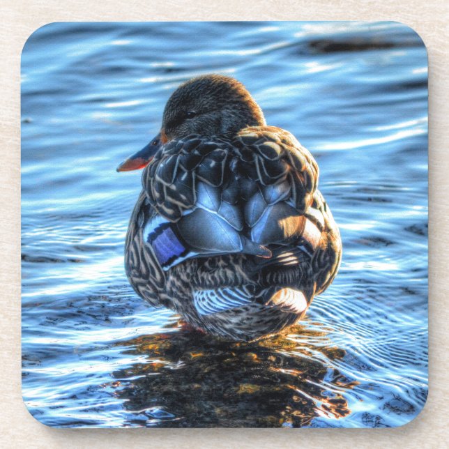 Mallard Duck in Winter River - Wildlife Photo Coaster (Front)