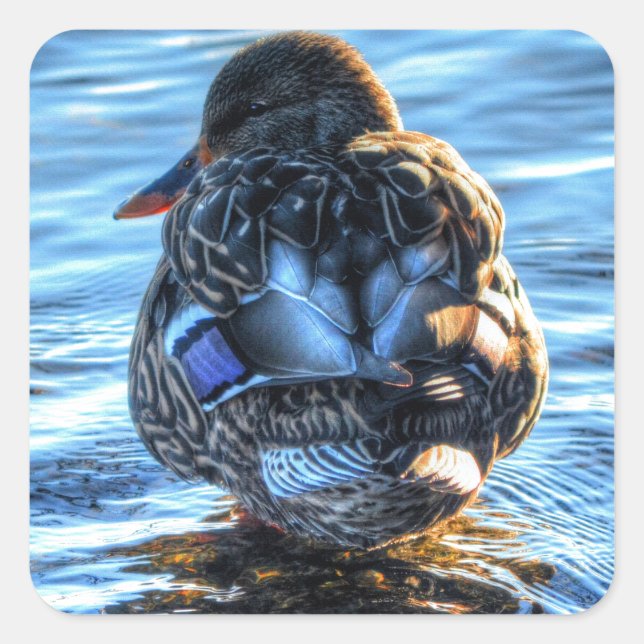 Mallard Duck in Winter River - Wildlife Photo Square Sticker (Front)
