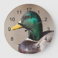 Mallard duck