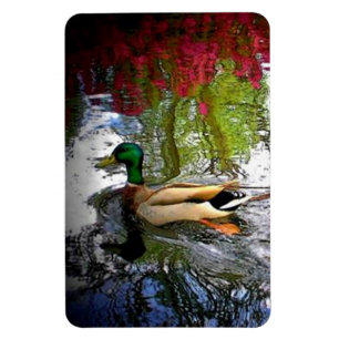 Mallard Duck Magnet