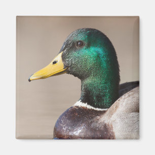 Mallard duck magnet