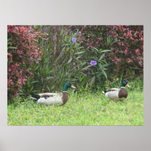 Mallard Duck Male Poster