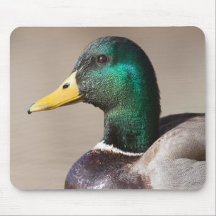 Mallard duck mouse mat