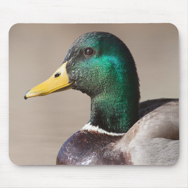 Mallard duck mouse mat (Front)