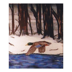 Mallard Duck on a Mission Photo Print