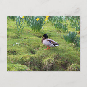 Mallard duck on the bank of a river postcard