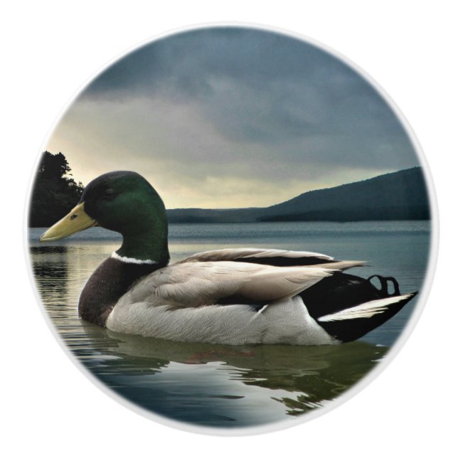 Mallard Duck On The Lake Ceramic Knob (Front)