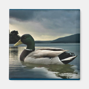 Mallard Duck On The Lake Magnet