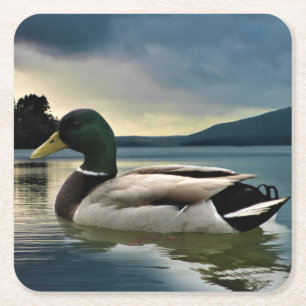 Mallard Duck On The Lake Square Paper Coaster