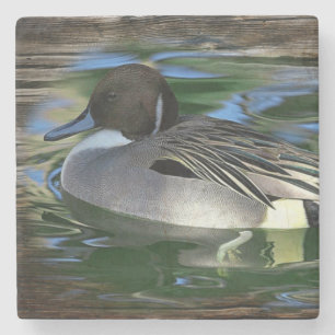 Mallard Duck On The Lake Stone Coaster