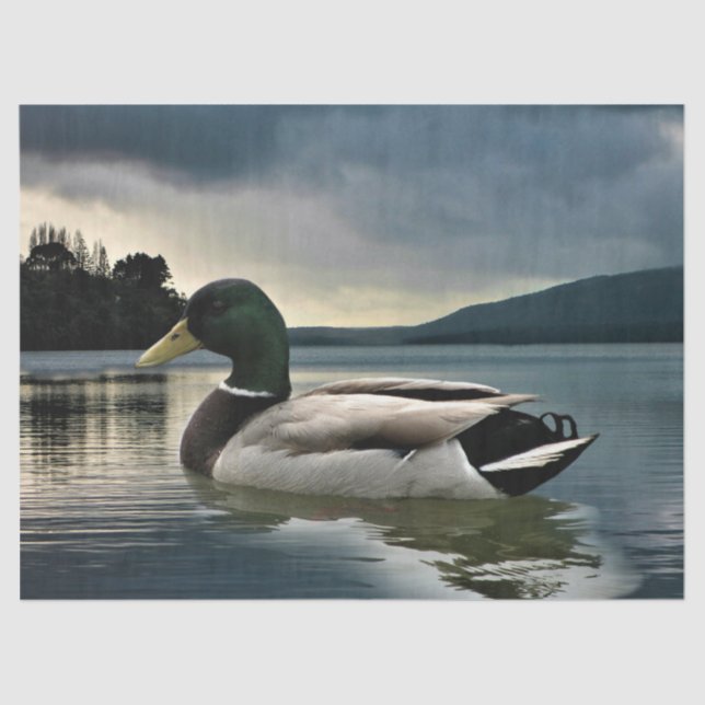 Mallard Duck On The Lake Tissue Paper (Front)