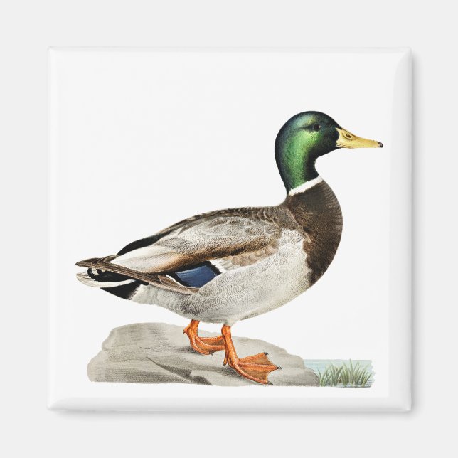 Mallard Duck Painting for Hunters and Outdoorsmen Magnet (Front)