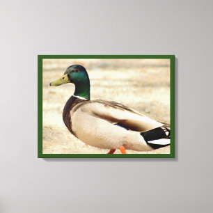 Mallard Duck Photo Canvas Print