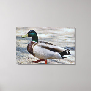 Mallard Duck Photo Canvas Print