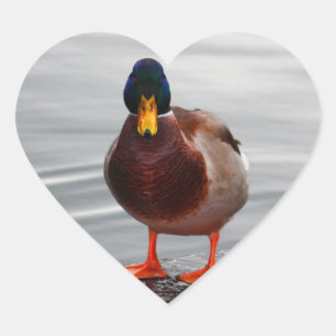 Mallard Duck Photo Heart Sticker