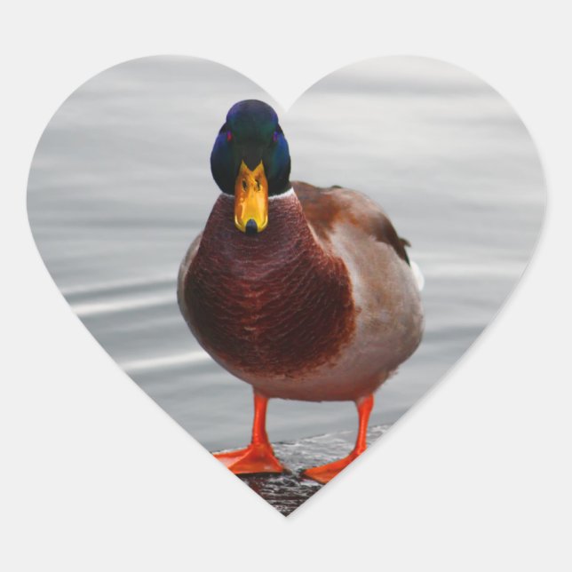 Mallard Duck Photo Heart Sticker (Front)