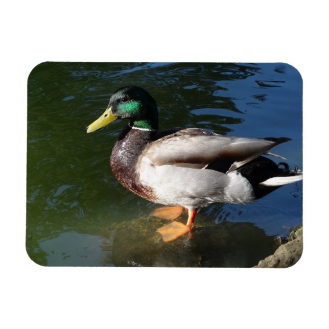 Mallard Duck	Photo Magnet (Horizontal)