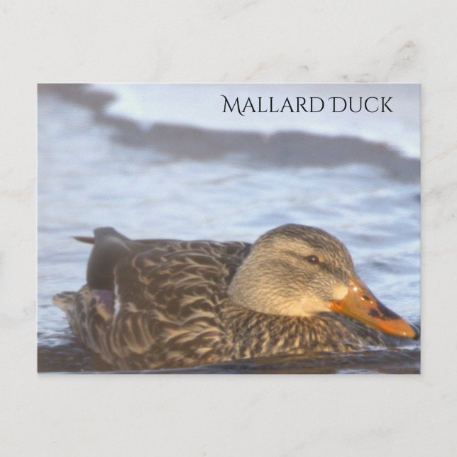 Mallard Duck Photo Postcard (Front)