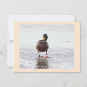 Mallard Duck Photo Postcard