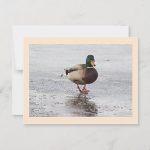 Mallard Duck Photo Postcard
