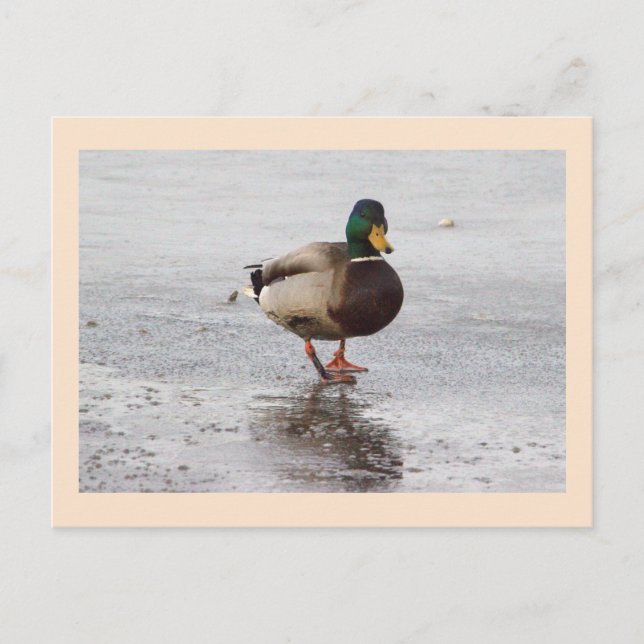 Mallard Duck Photo Postcard (Front)