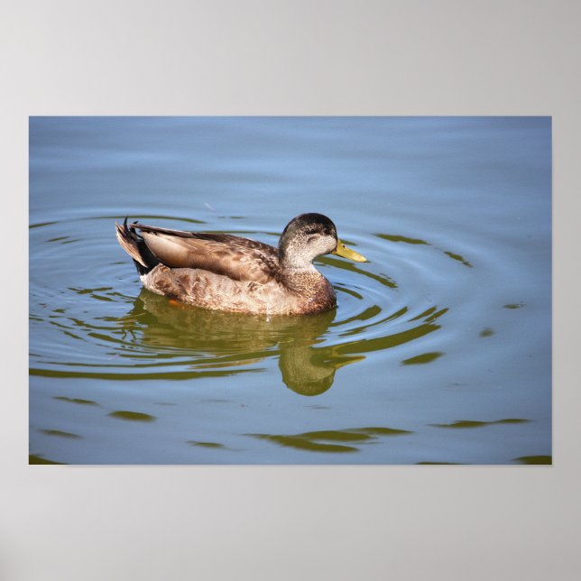 Mallard Duck Photo Poster (Front)