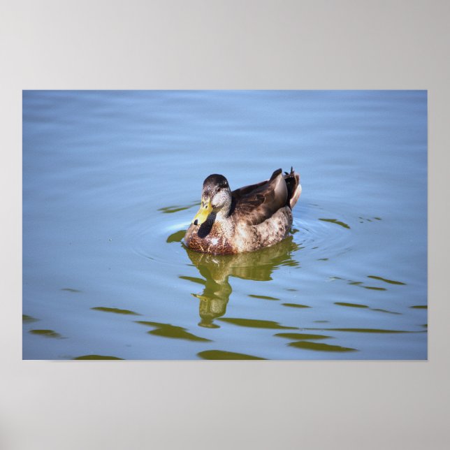 Mallard Duck Photo Poster (Front)