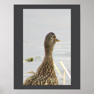 Mallard Duck Photo Poster