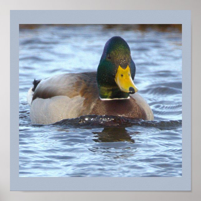 Mallard Duck Photo Poster (Front)