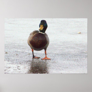 Mallard Duck Photo Poster