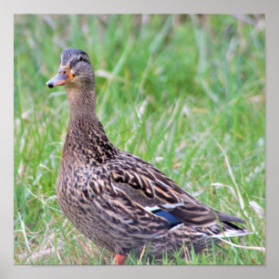 Mallard Duck Photo Poster