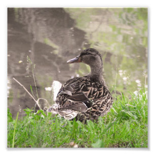 Mallard Duck Photo Print