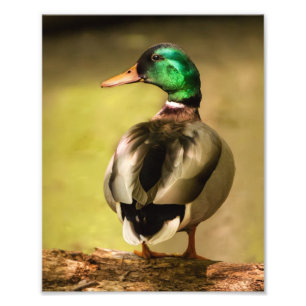 Mallard Duck Photo Print