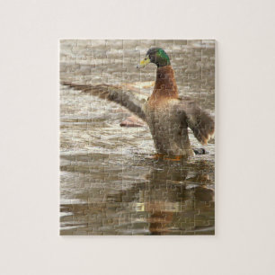 Mallard Duck Photo Puzzle