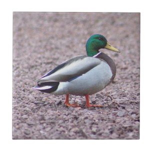 Mallard Duck Photo Tile