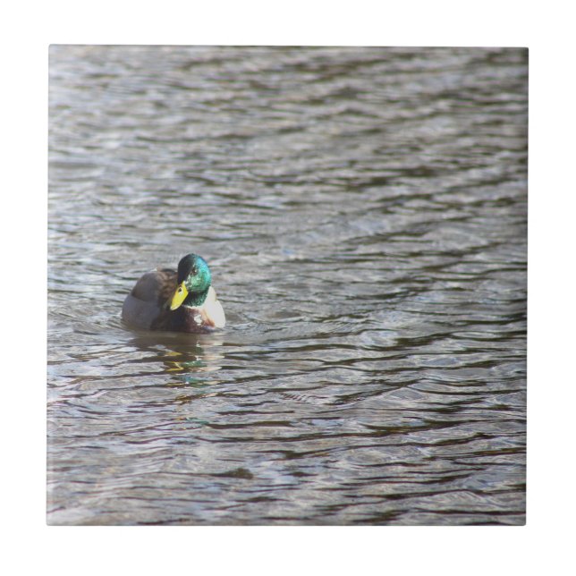 Mallard Duck Photo Tile (Front)