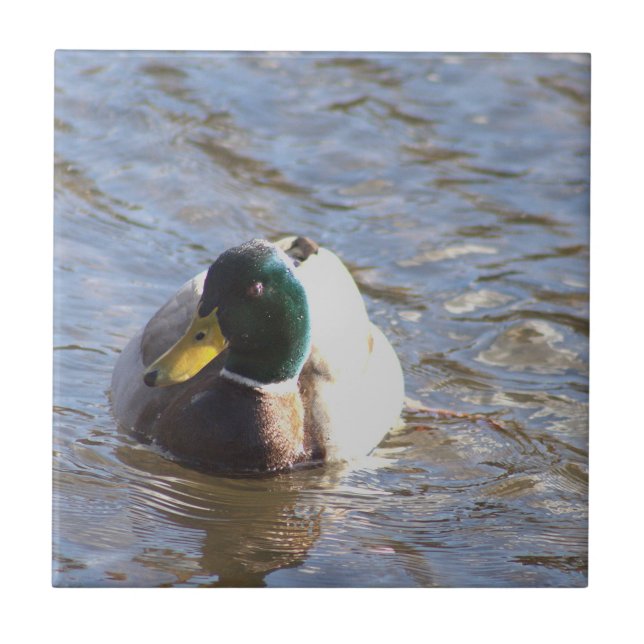 Mallard Duck Photo Tile (Front)