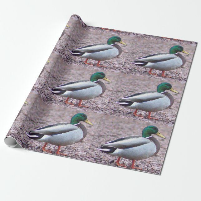 Mallard Duck Photo Wrapping Paper (Unrolled)
