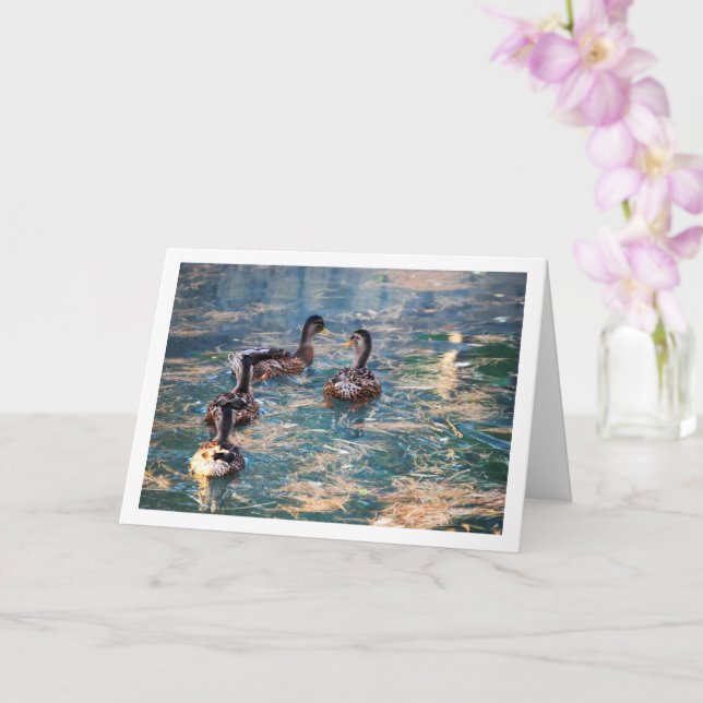 Mallard Duck Portrait Card (Orchid)
