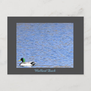 Mallard Duck Postcard