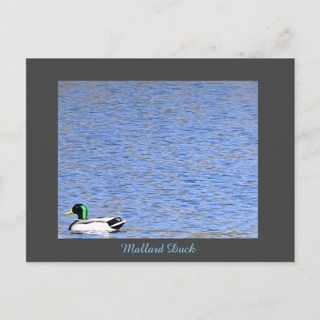 Mallard Duck Postcard (Front)