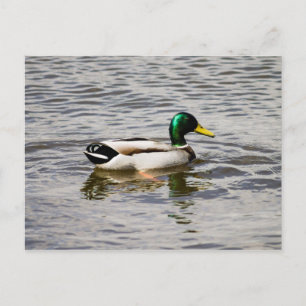 Mallard Duck Postcard