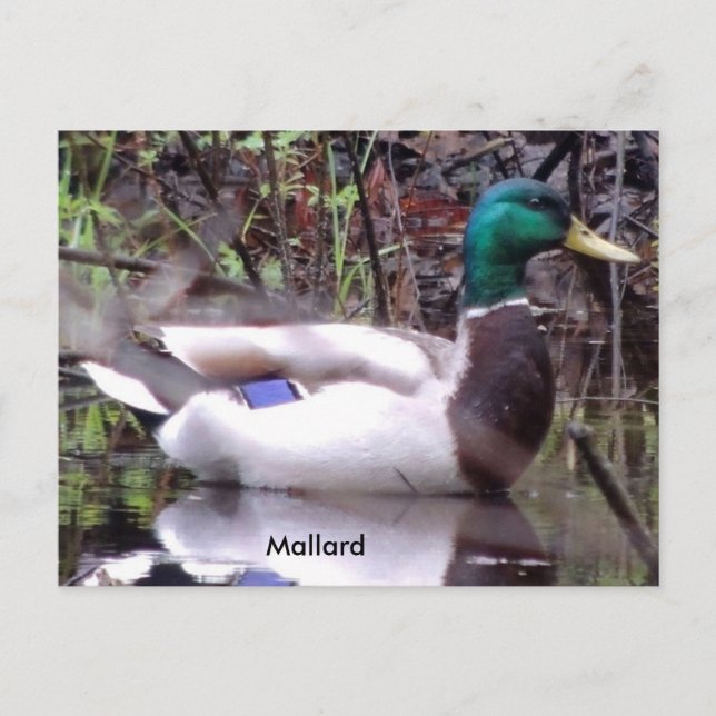 Mallard Duck Postcard (Front)