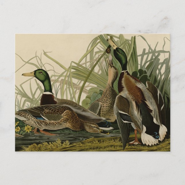 Mallard Duck Postcard (Front)