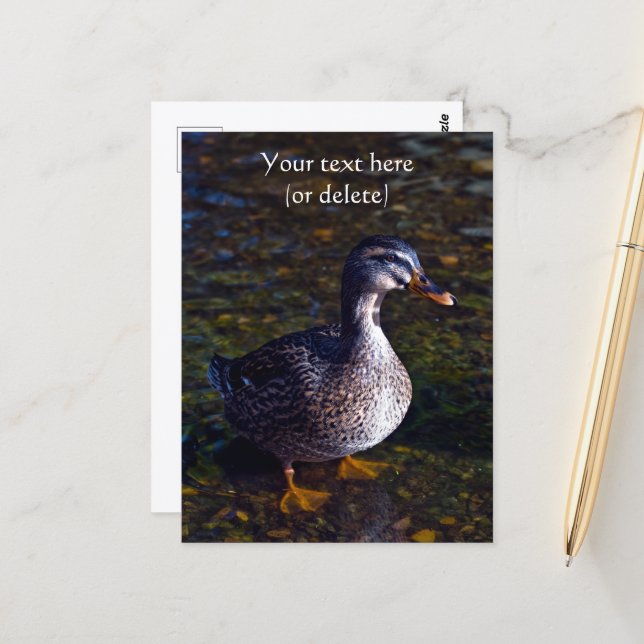 Mallard Duck Postcard (Front/Back In Situ)